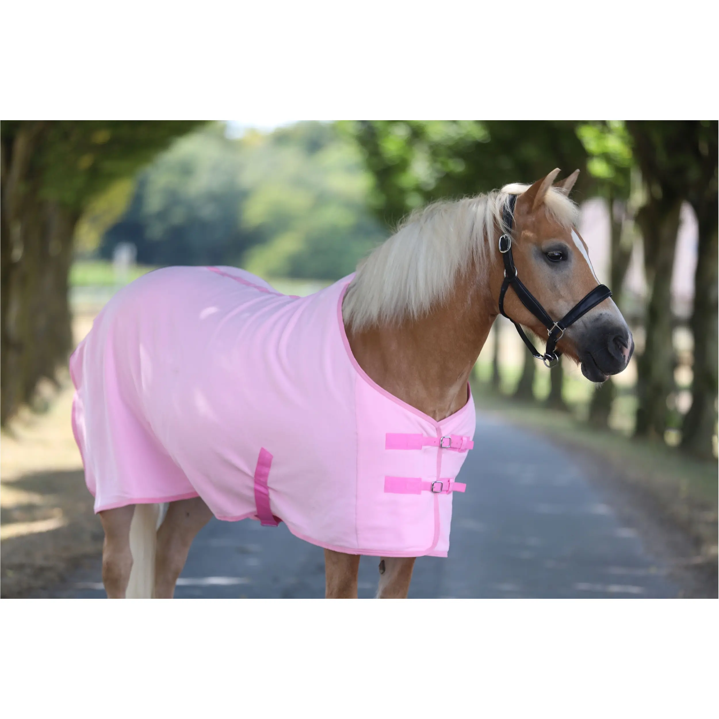 Abschwitzdecke mit Kreuzgurt BASICLINE rosa Abschwitzdecke mit Kreuzgurt BASICLINE rosa