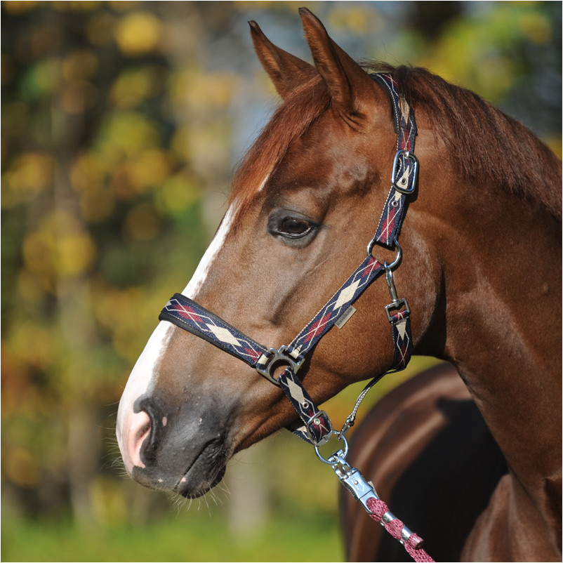 Halfter CLASSIC RAUTE marine/beige/bordeaux