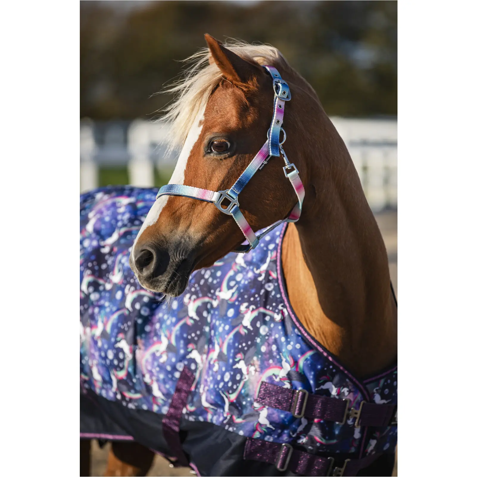 Halfter GRADIENT navy  Halfter GRADIENT navy