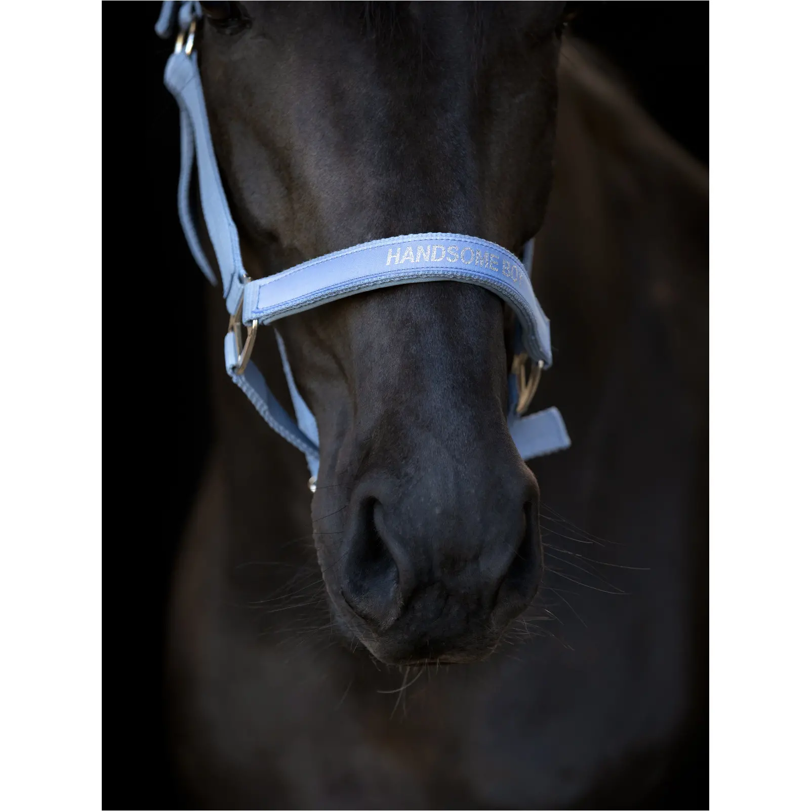 Halfter MALVA coronet blue Halfter MALVA coronet blue