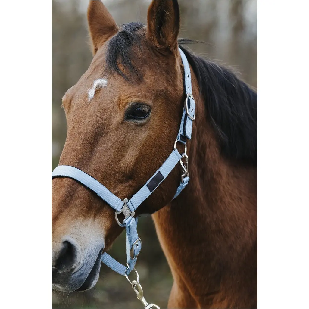 Nylonhalfter SPRING türkis