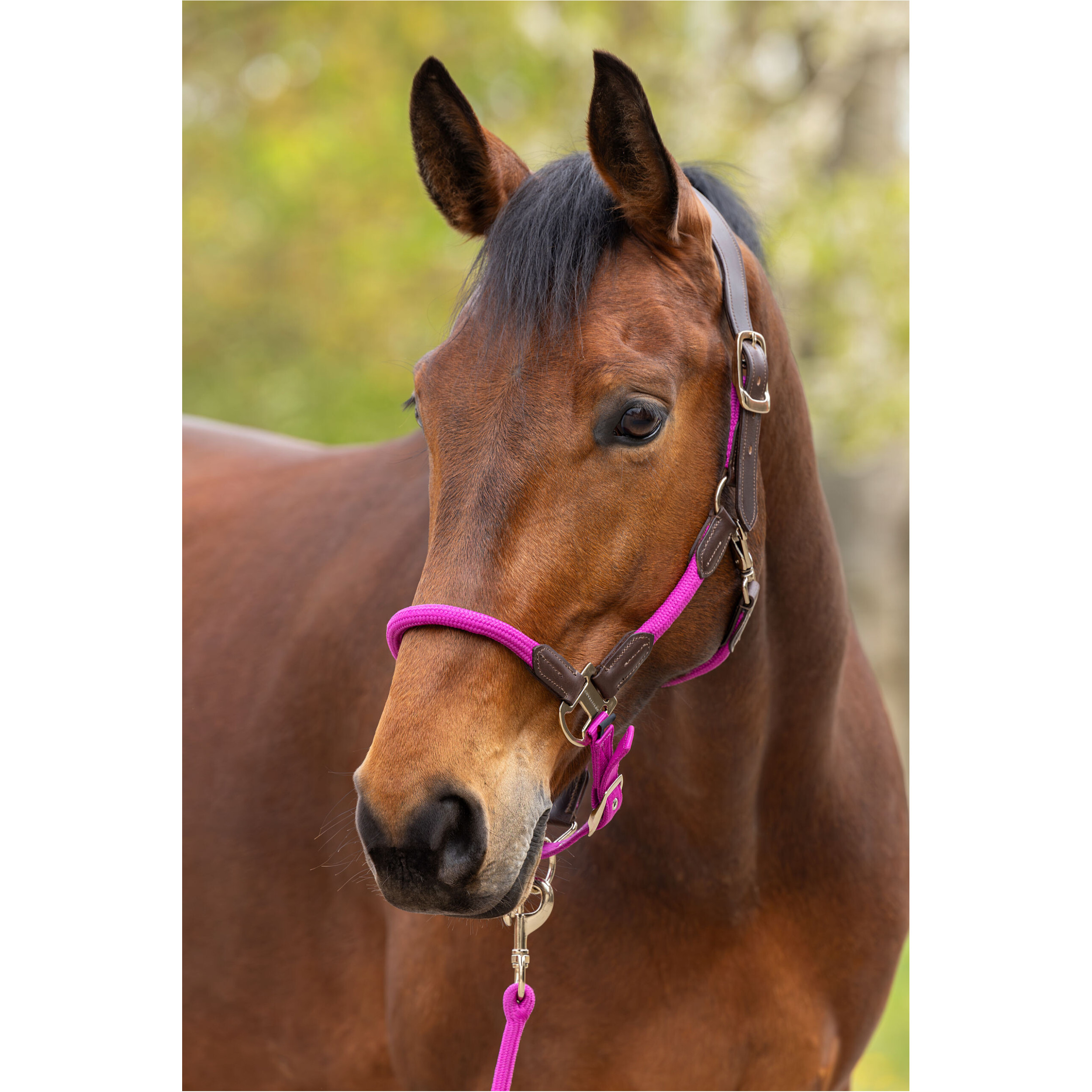 Halfter CORDANO Deluxe F/S 2026 light berry