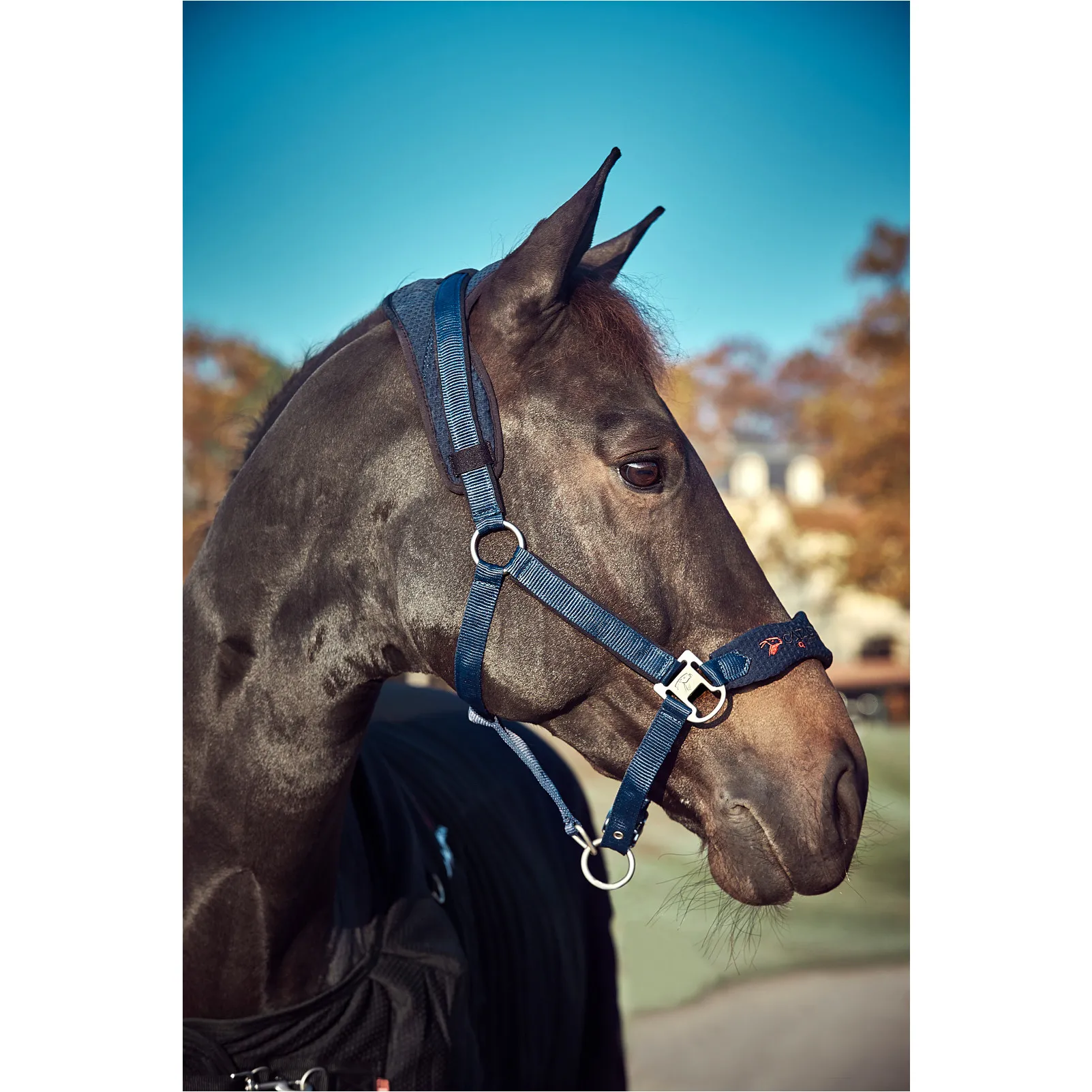 Halfter FIR-Tech blau