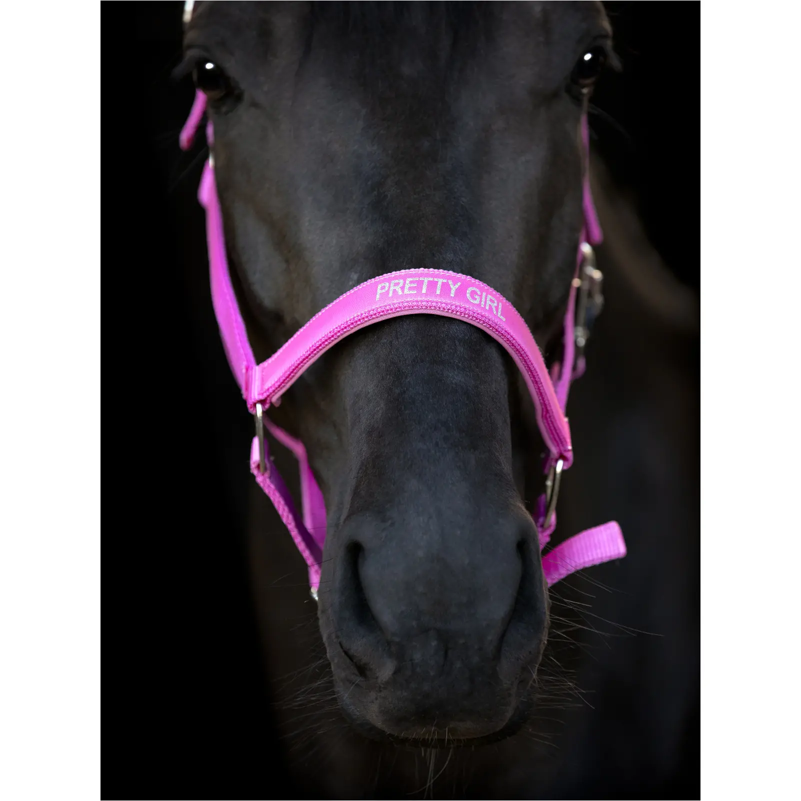 Halfter MALVA phlox pink Halfter MALVA phlox pink