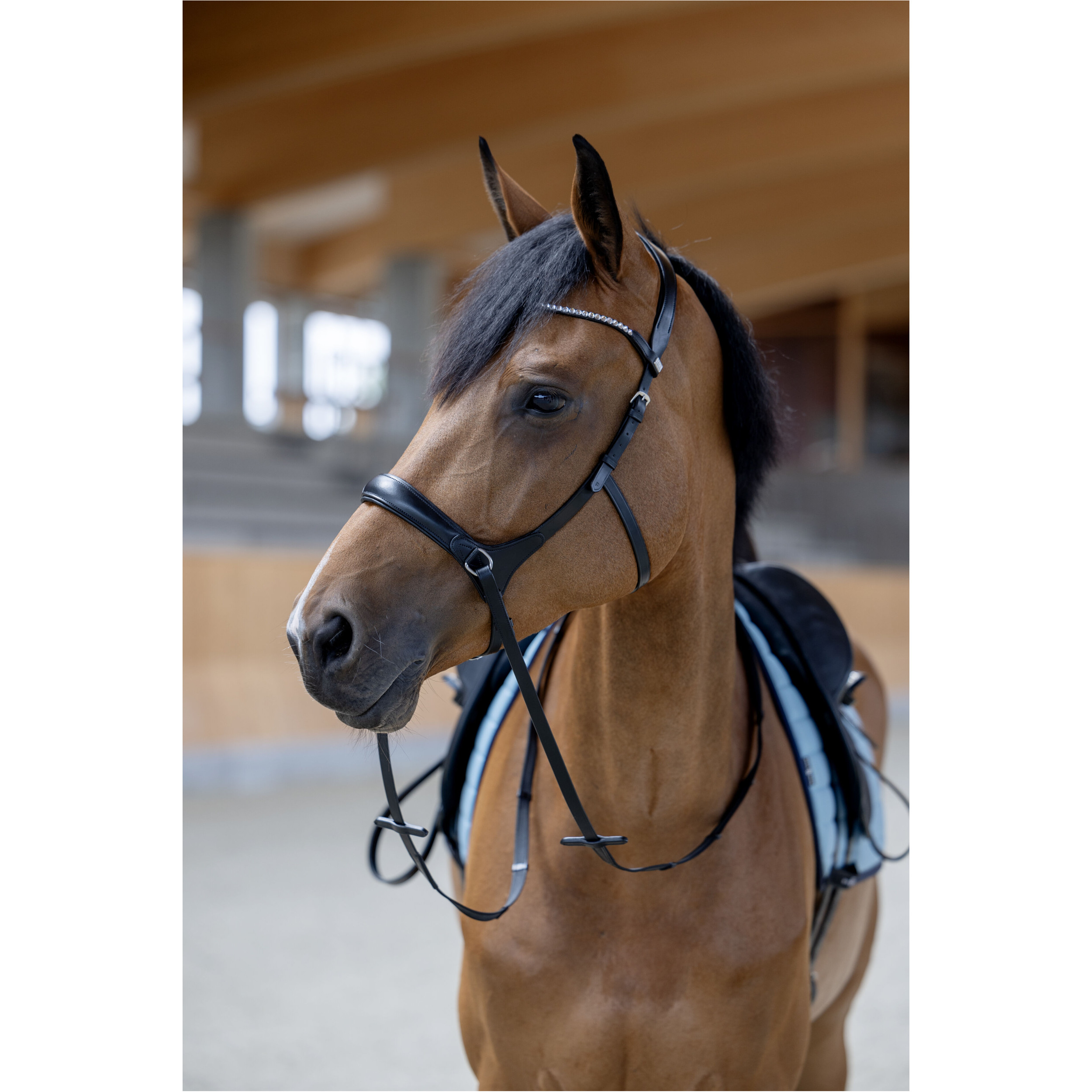 Trensenzaum Gebisslos mit anatomischem Nasenriemen schwarz