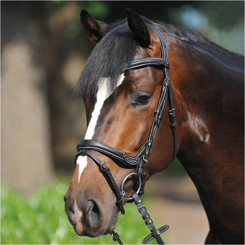 Trensenzaum englisch kombiniert IVY schwarz