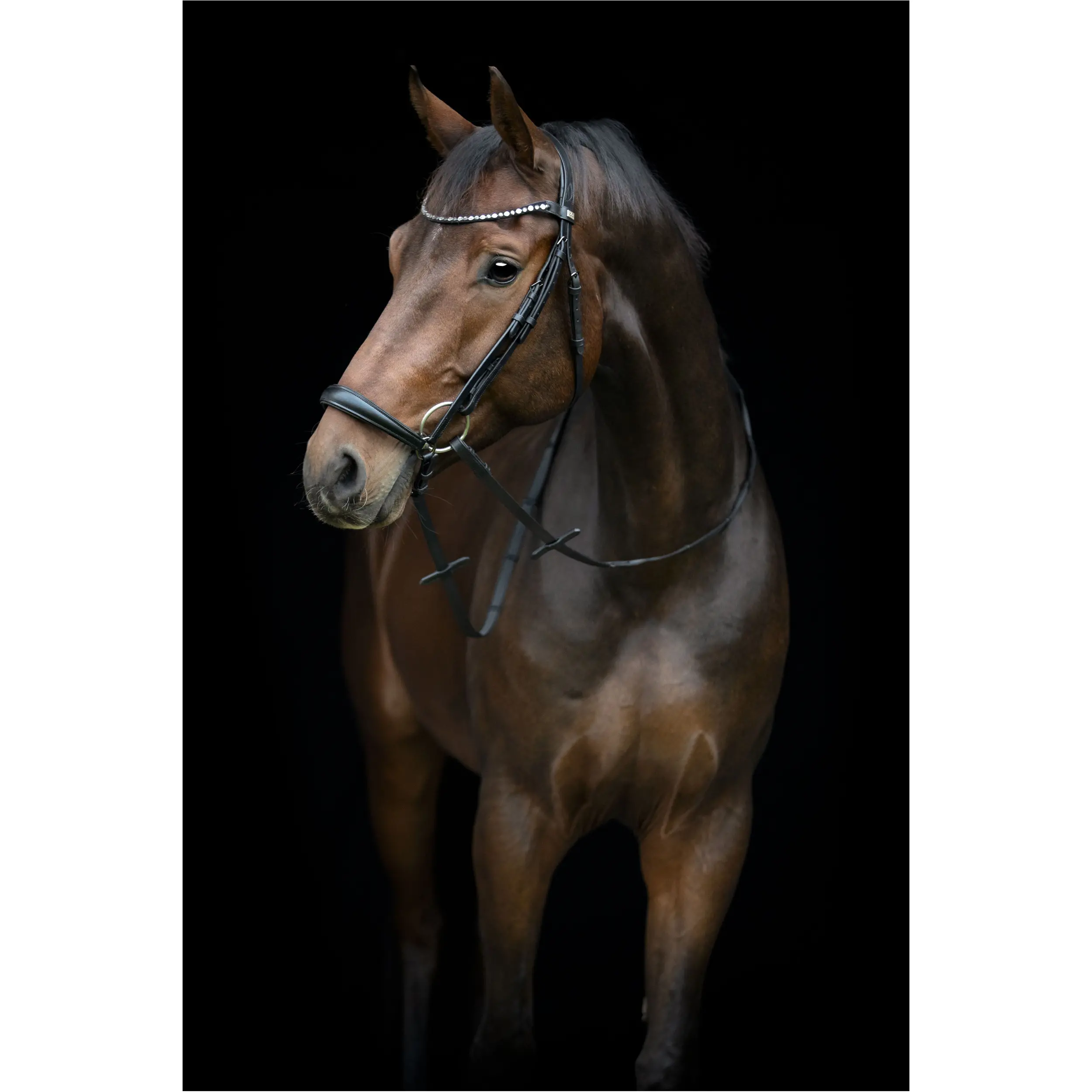 Trensenzaum hannoveranisch CRYLL 25.2 schwarz Trensenzaum hannoveranisch CRYLL 25.2 schwarz