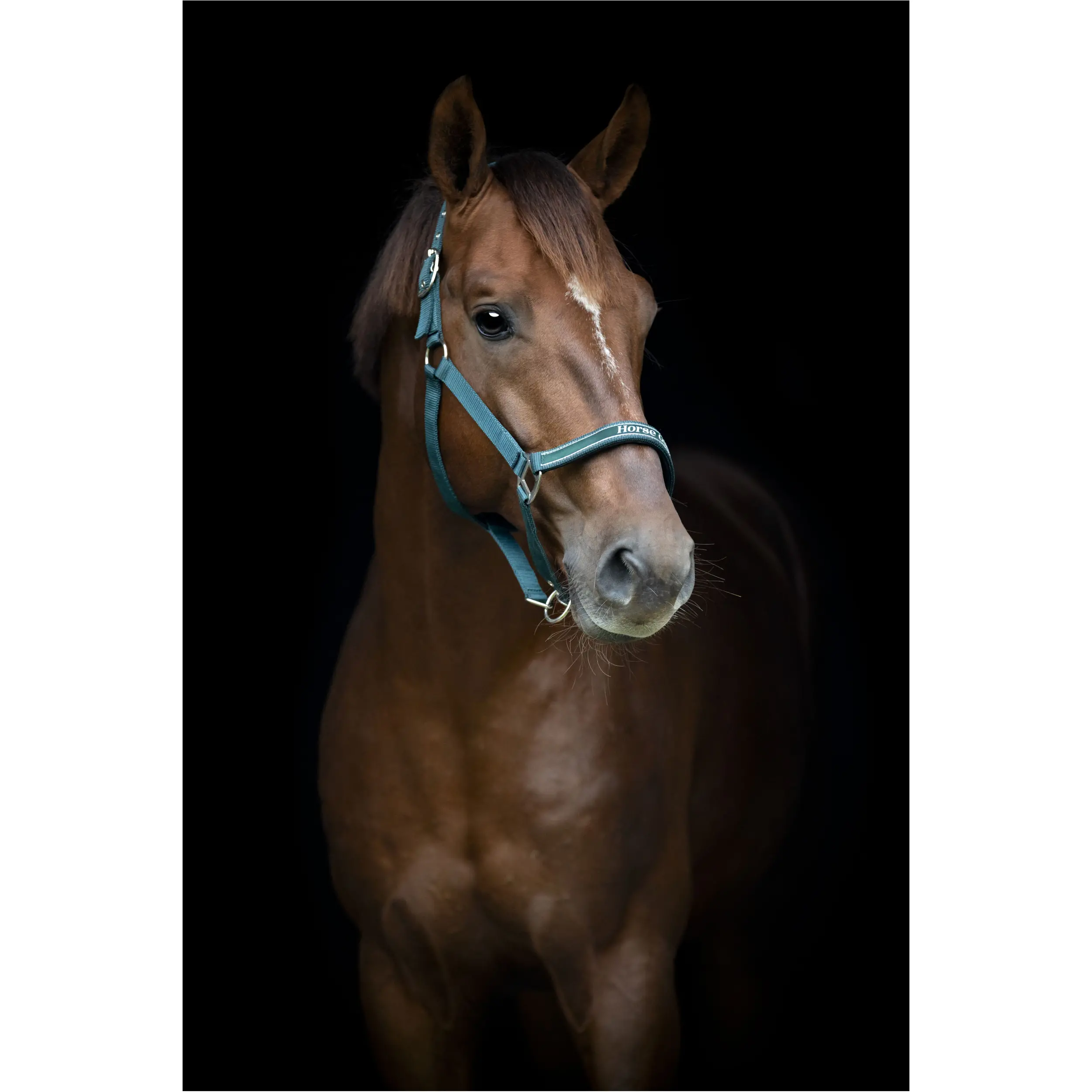 Halfter SANDRA ponderosa pine Halfter SANDRA ponderosa pine