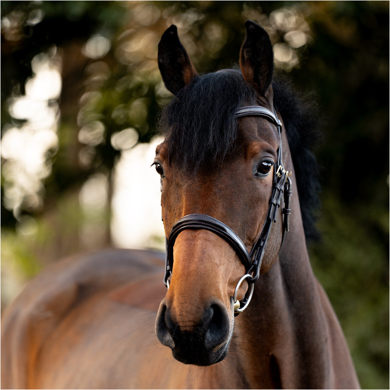 Springtrense englisch kombiniert ROBIN braun/messing