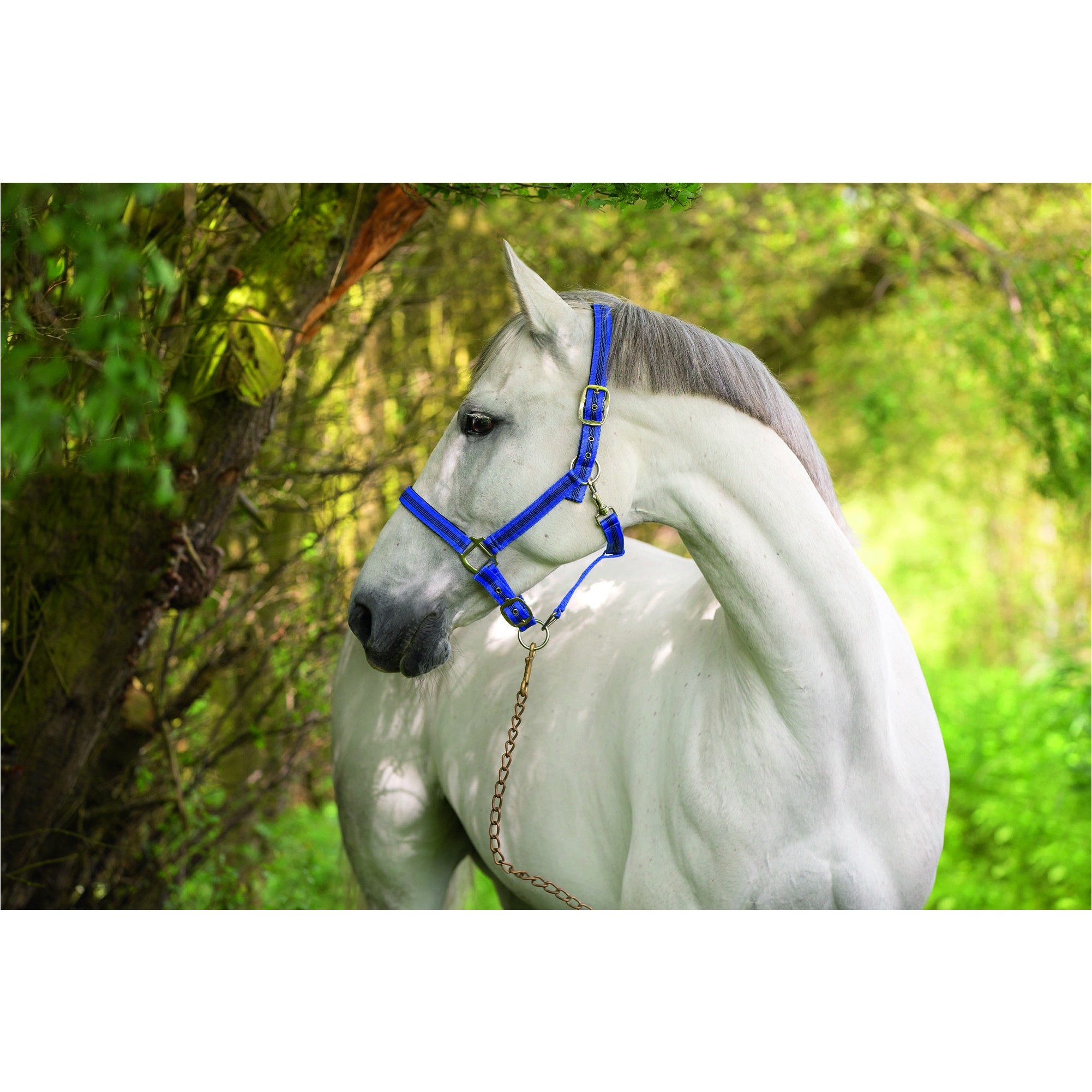 Halfter MUSTANG blau/schwarz