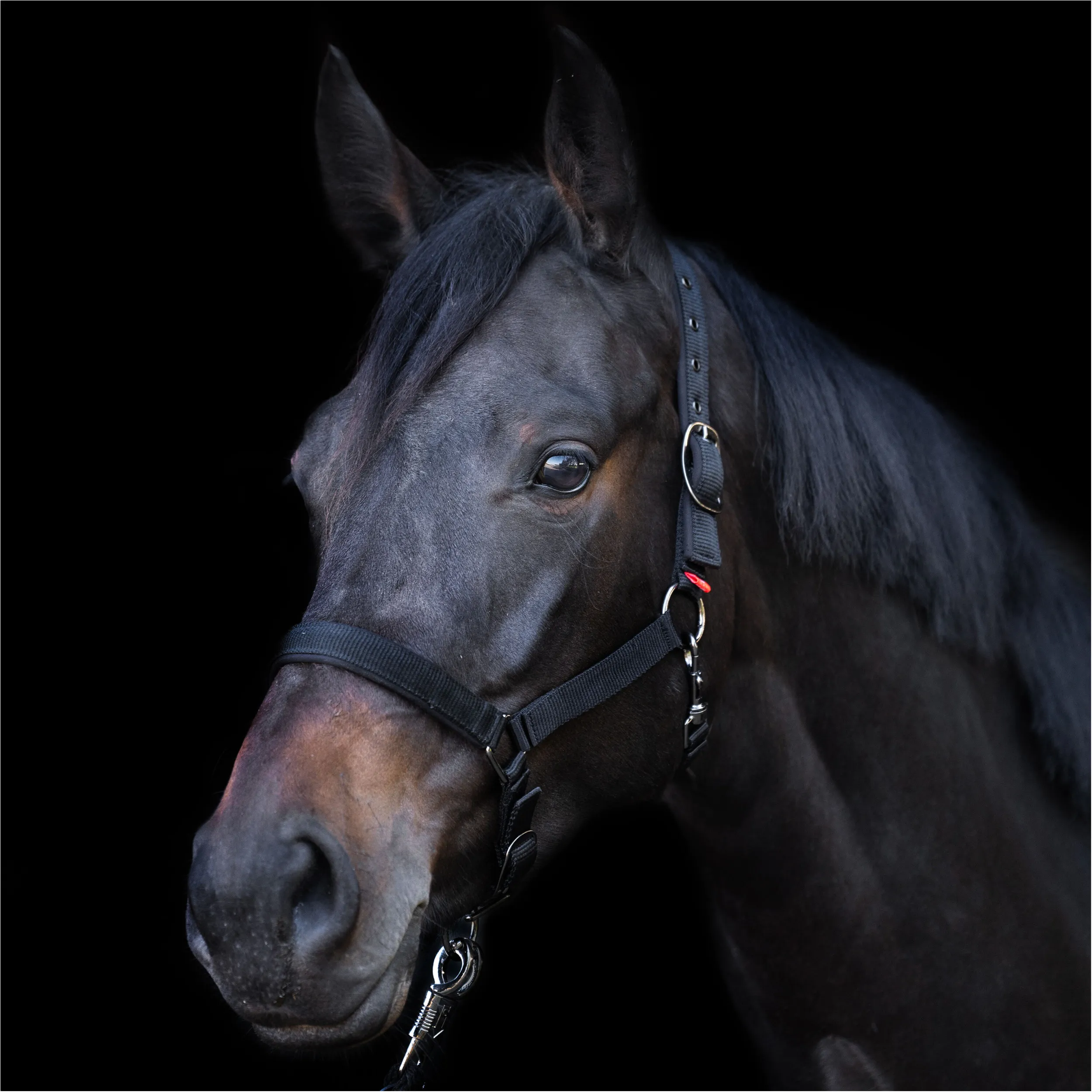 Halfter YEARLING IRH schwarz