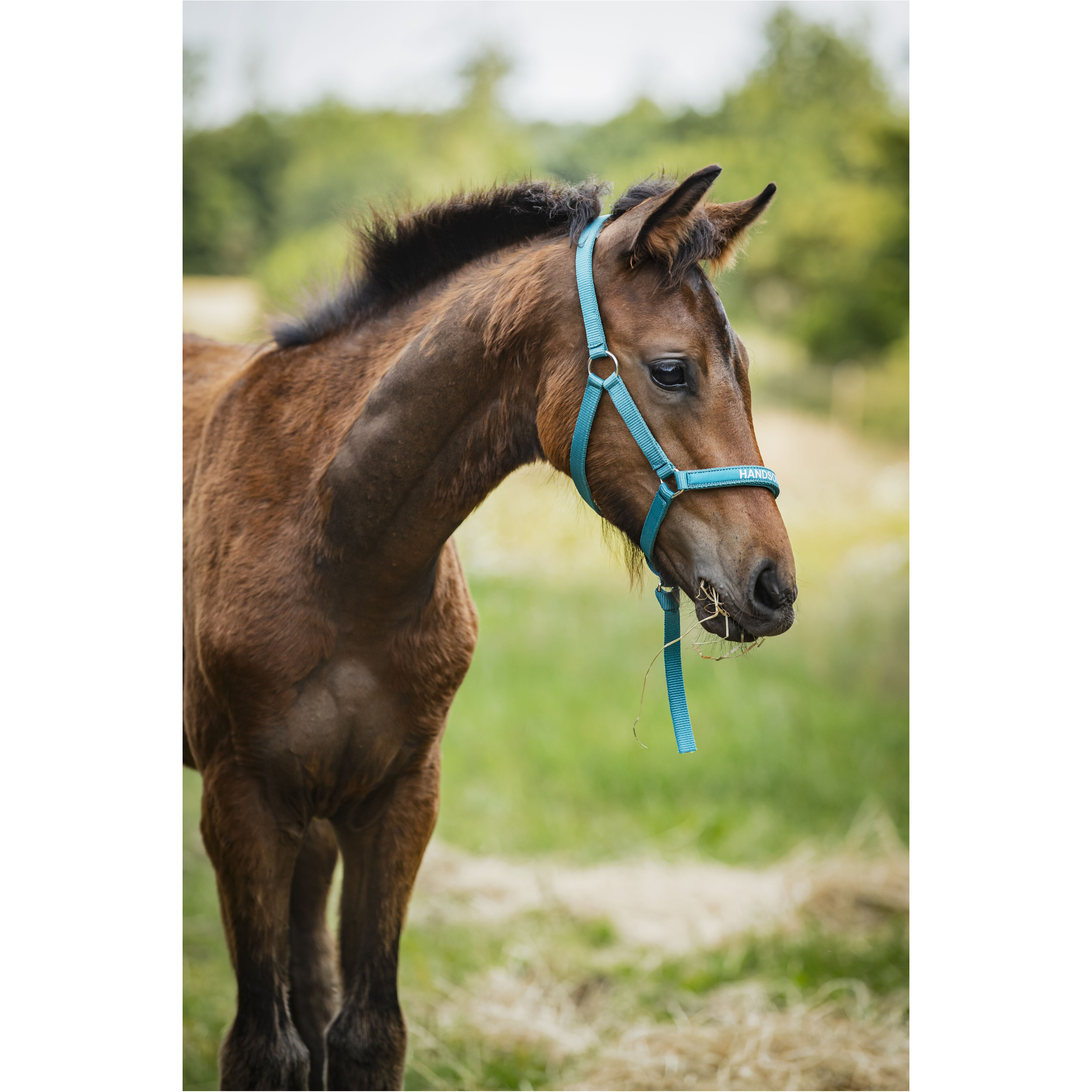 Fohlenhalfter MALVA Handsome Boy arctic