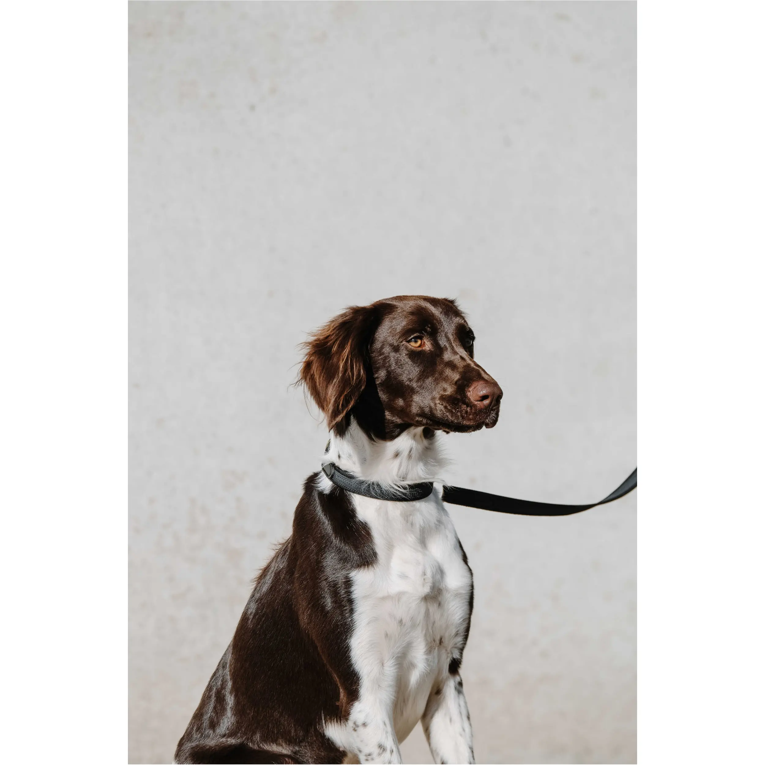 Hundehalsband NALA schwarz