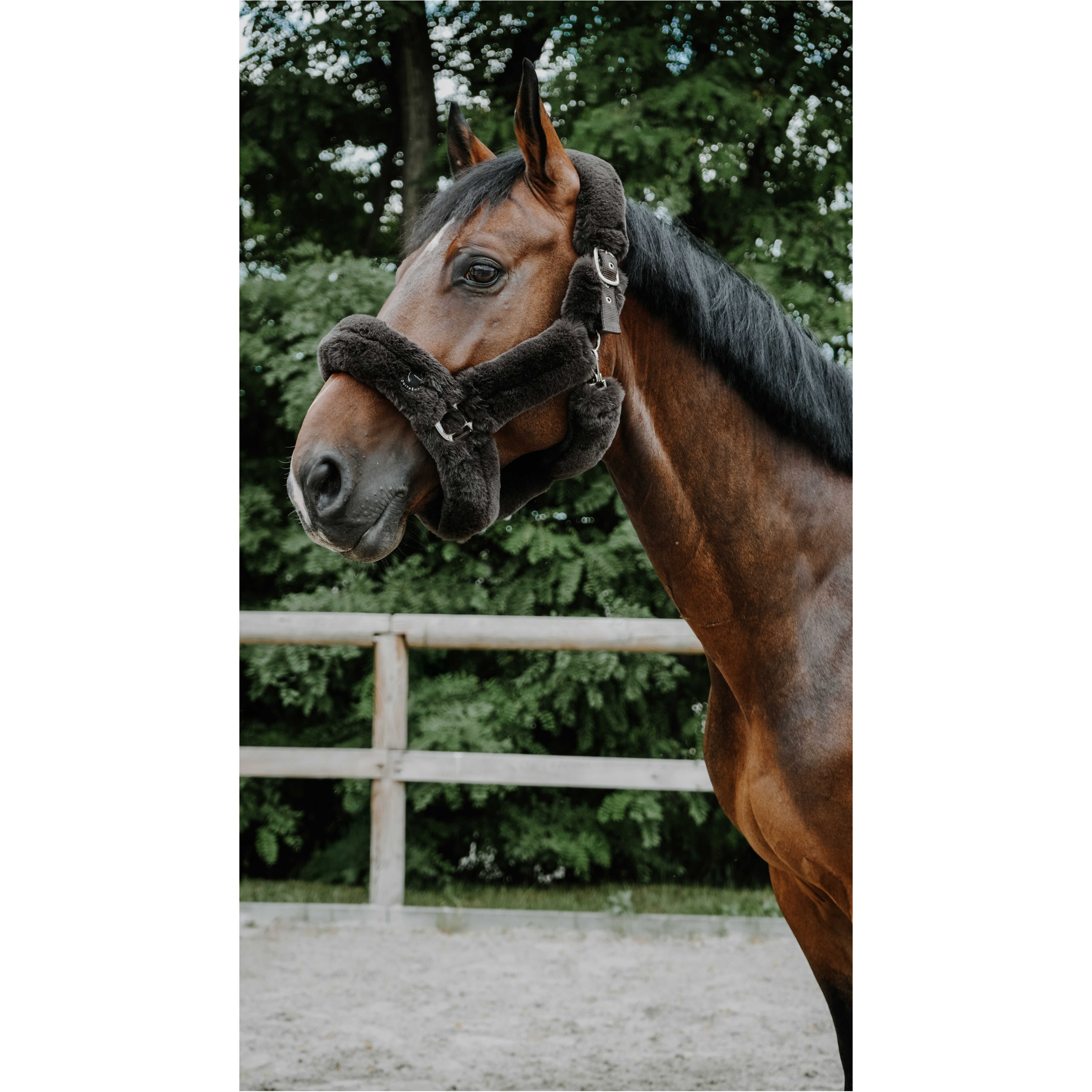 Halfter Je t'aime SNUGGY EquiTheme braun Halfter Je t'aime SNUGGY EquiTheme braun