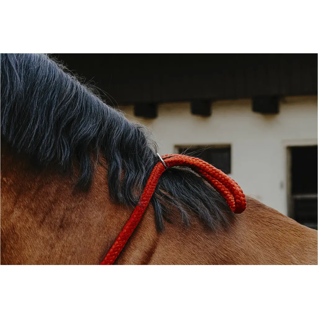 Ethologisches Halsband rot Ethologisches Halsband rot