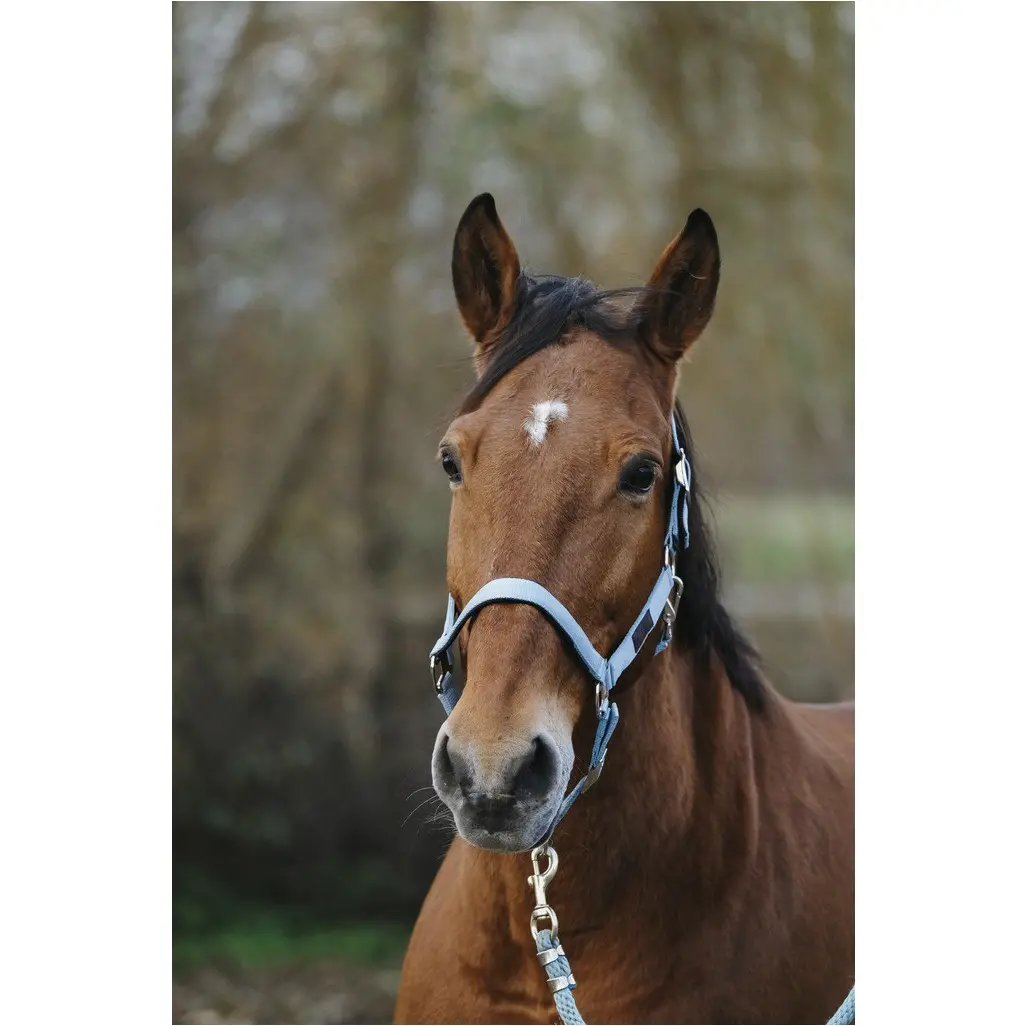 Nylonhalfter SPRING türkis