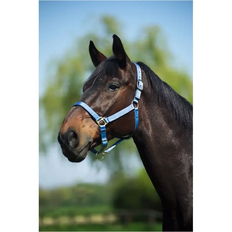 Nylonhalfter mit Büffelspaltleder unterlegt hellblau Nylonhalfter mit Büffelspaltleder unterlegt hellblau