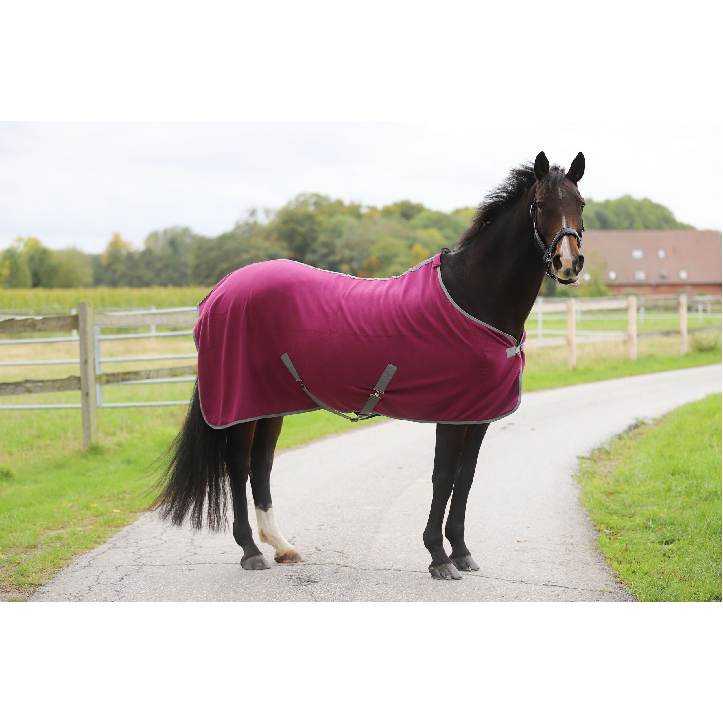 Abschwitzdecke mit Kreuzgurt (abnehmbar) ECONOMIC violett Abschwitzdecke mit Kreuzgurt (abnehmbar) ECONOMIC violett