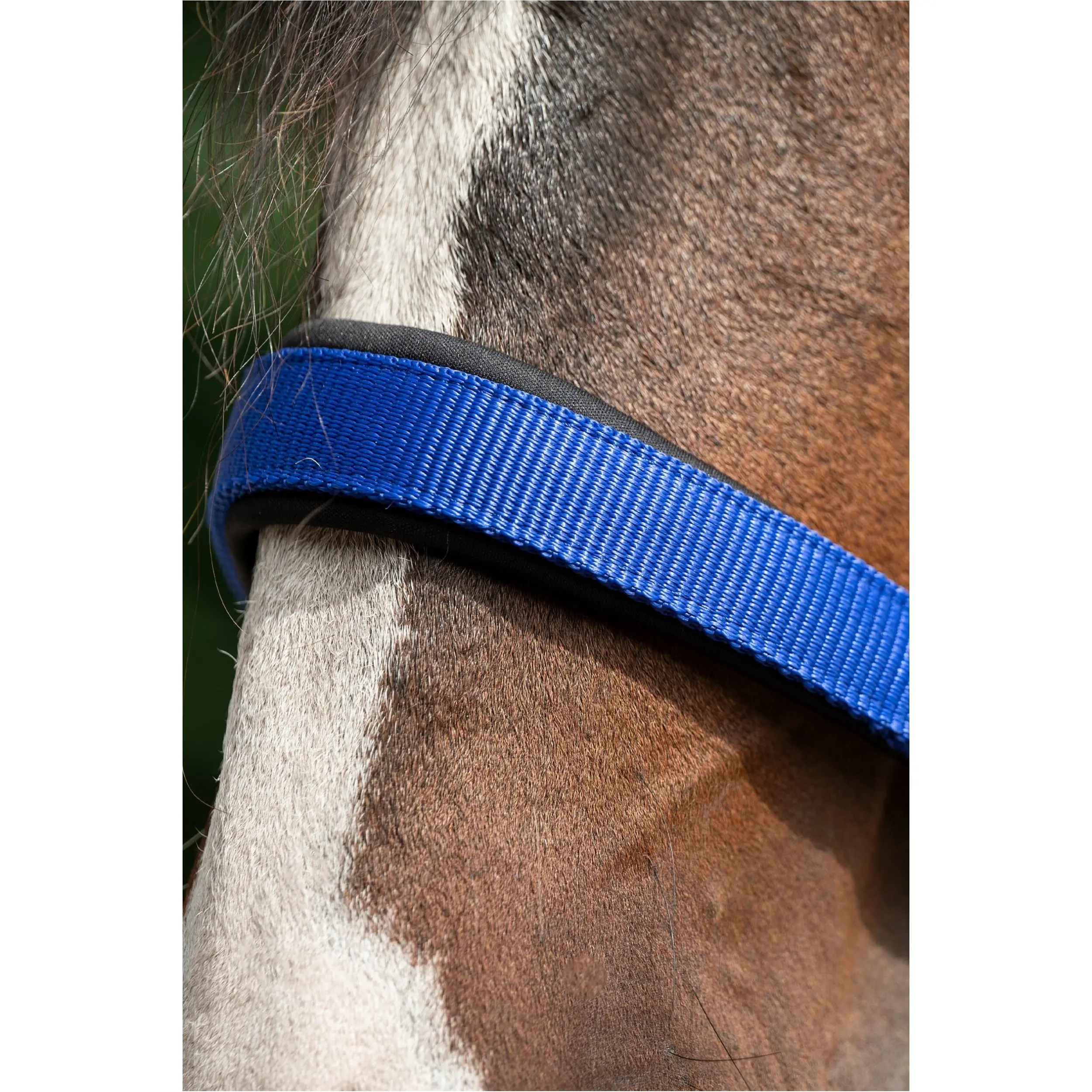 Halfter BREAKAWAY 2 royal blau