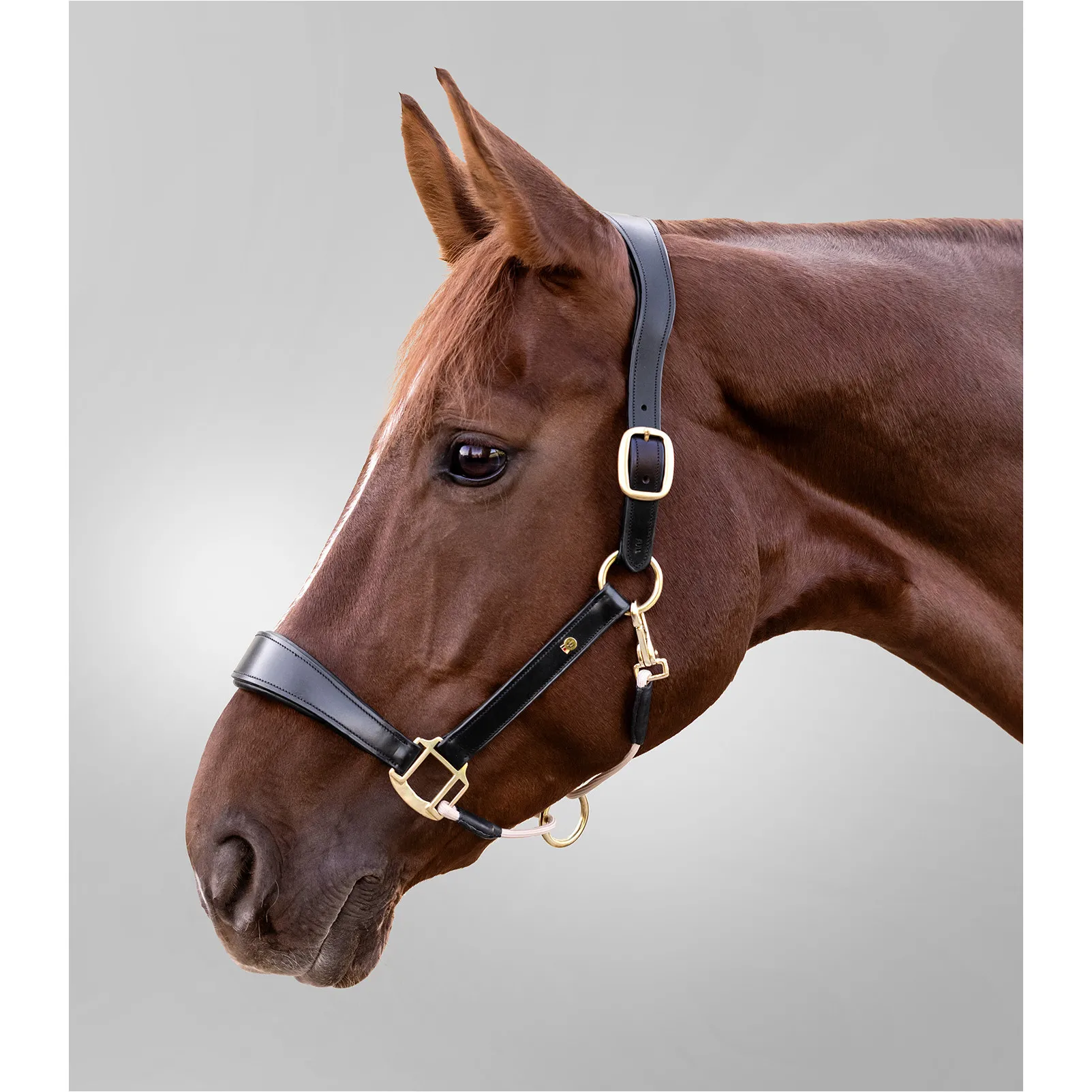 Lederhalfter S-Line ROYAL schwarz