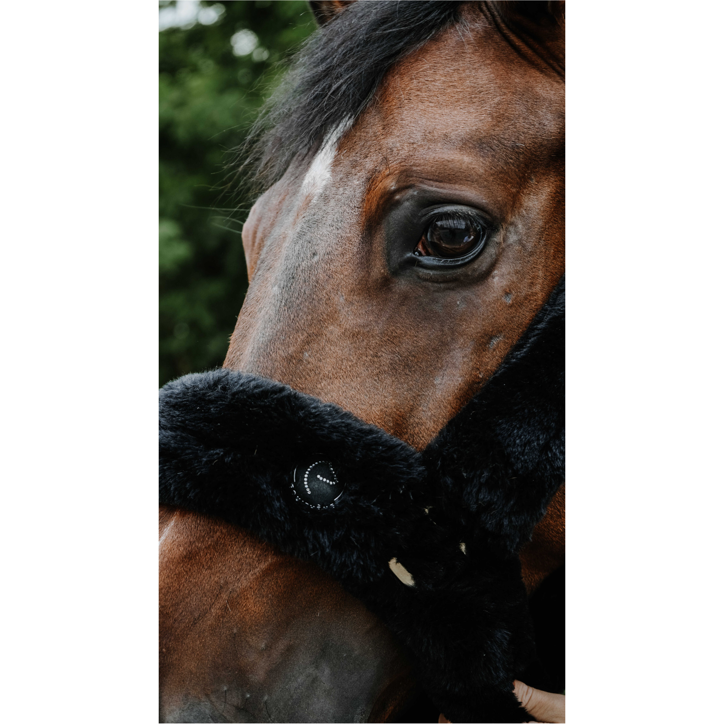 Halfter Je t'aime SNUGGY schwarz Halfter Je t'aime SNUGGY schwarz