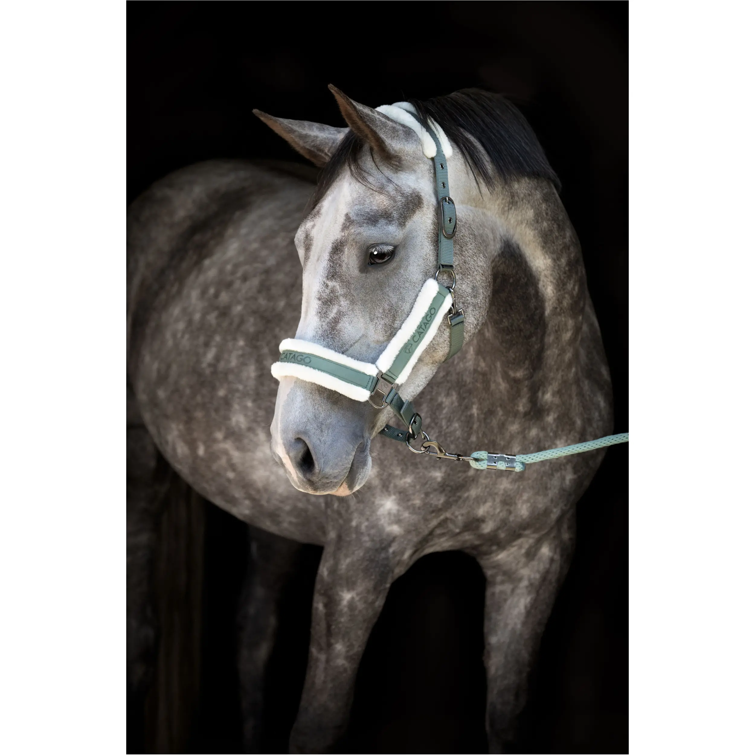 Halfter LOGI laurel wreath