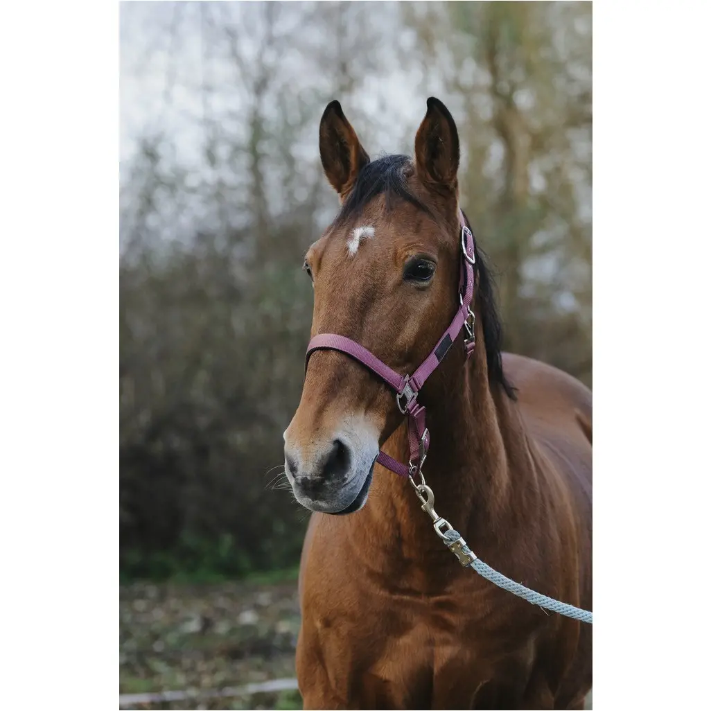 Nylonhalfter SPRING rosa