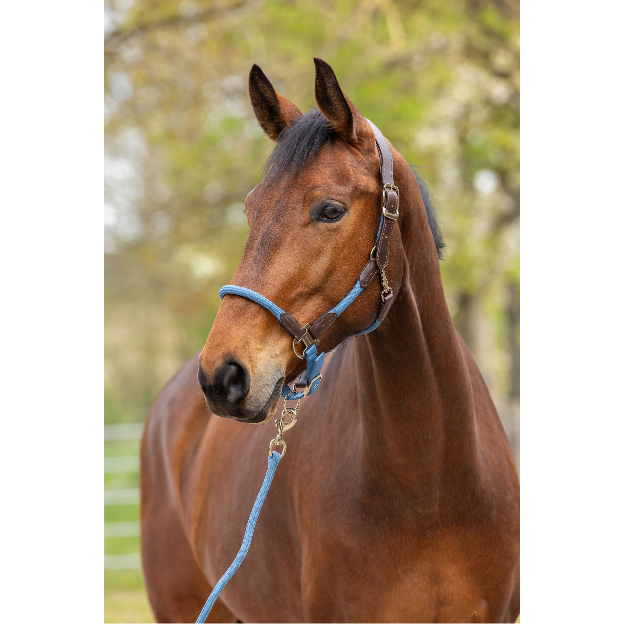 Halfter CORDANO Deluxe F/S 2026 smoked blue Halfter CORDANO Deluxe F/S 2026 smoked blue