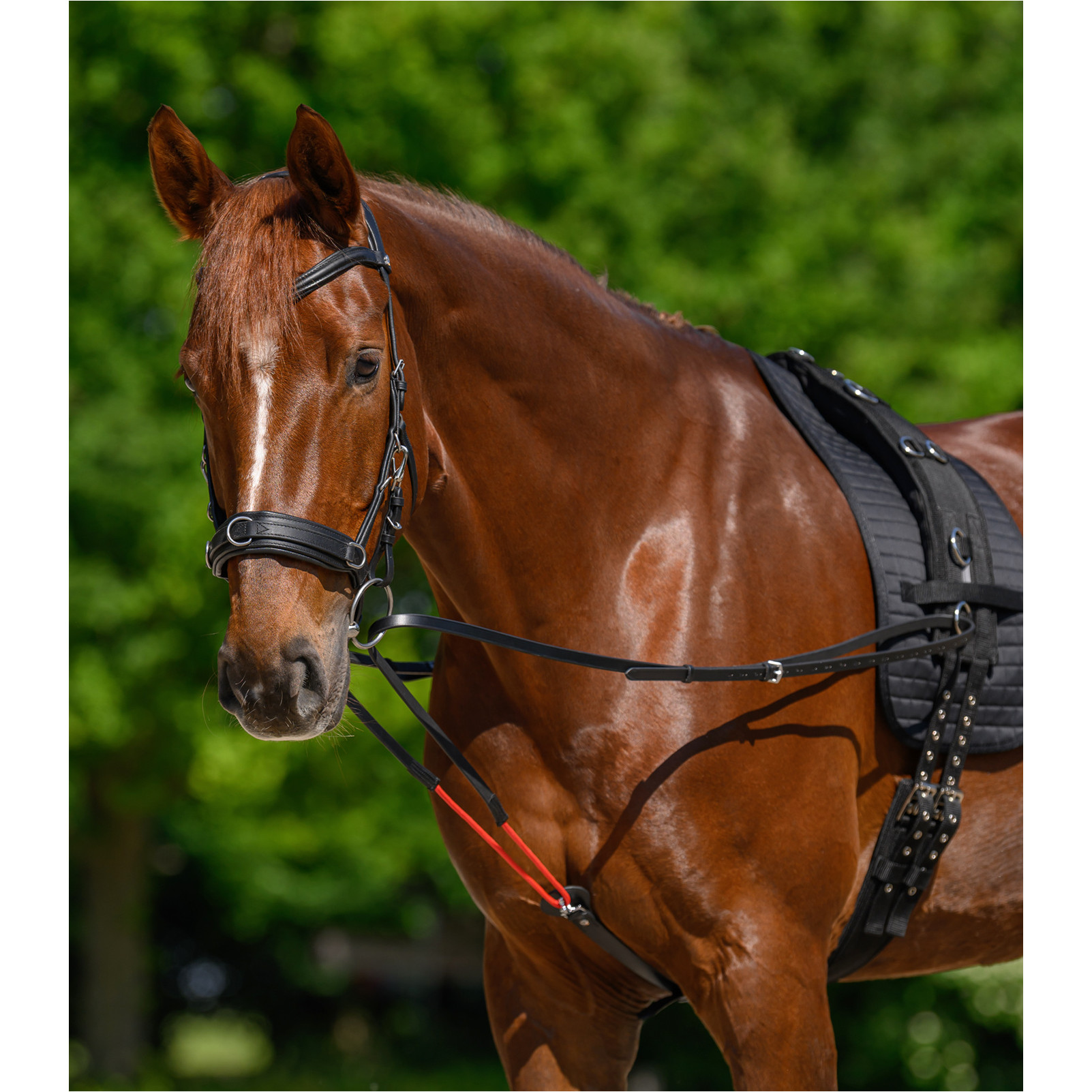 Dreieckszügel TRAINREIN Leder schwarz