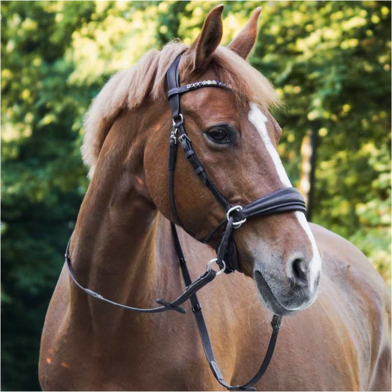 Trensenzaum Gebisslos CROSS LIGHT braun