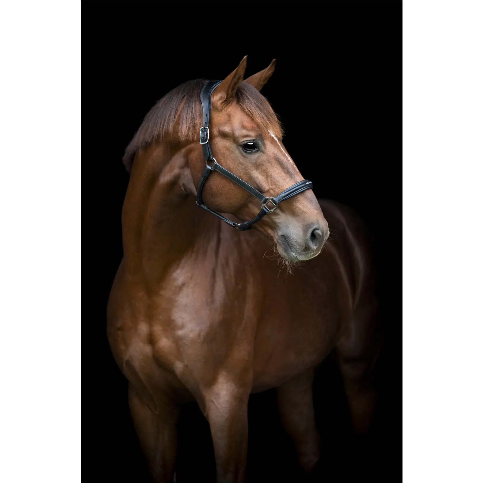 Lederhalfter NOVI 25.2 schwarz Lederhalfter NOVI 25.2 schwarz