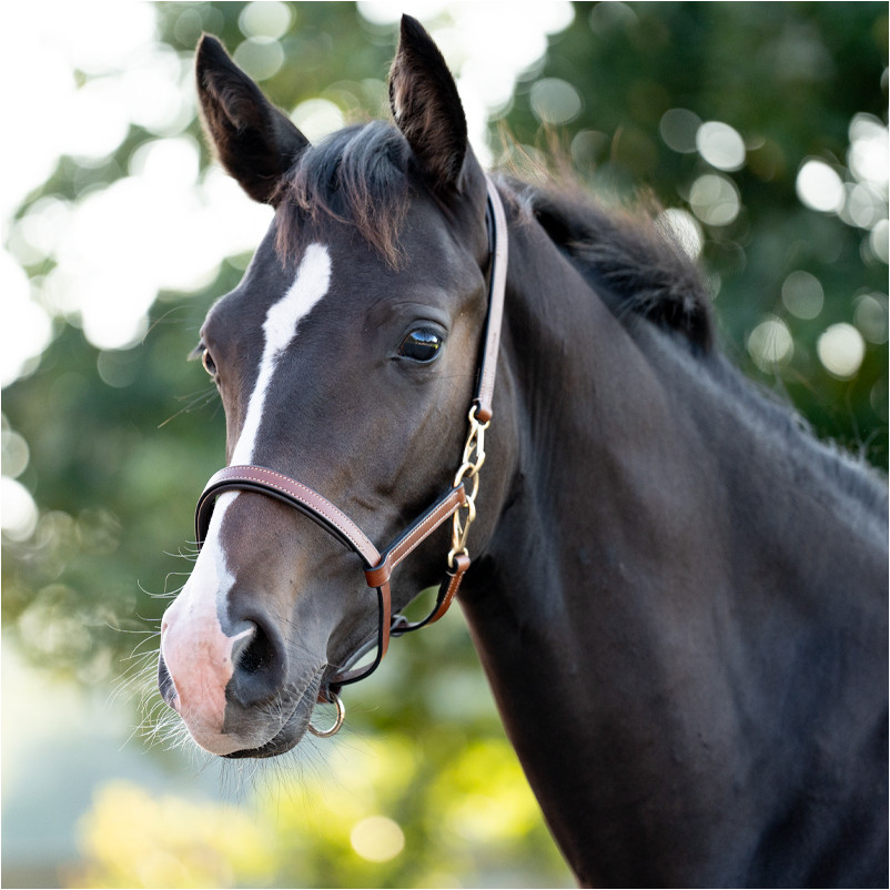 Fohlenhalfter Leder cognac/messing