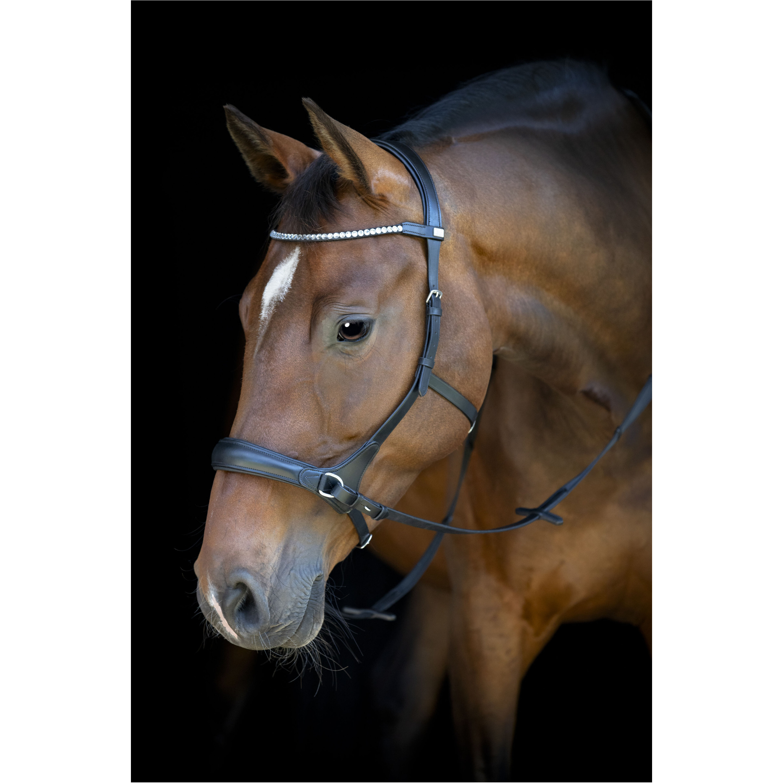 Trensenzaum Gebisslos mit anatomischem Nasenriemen schwarz