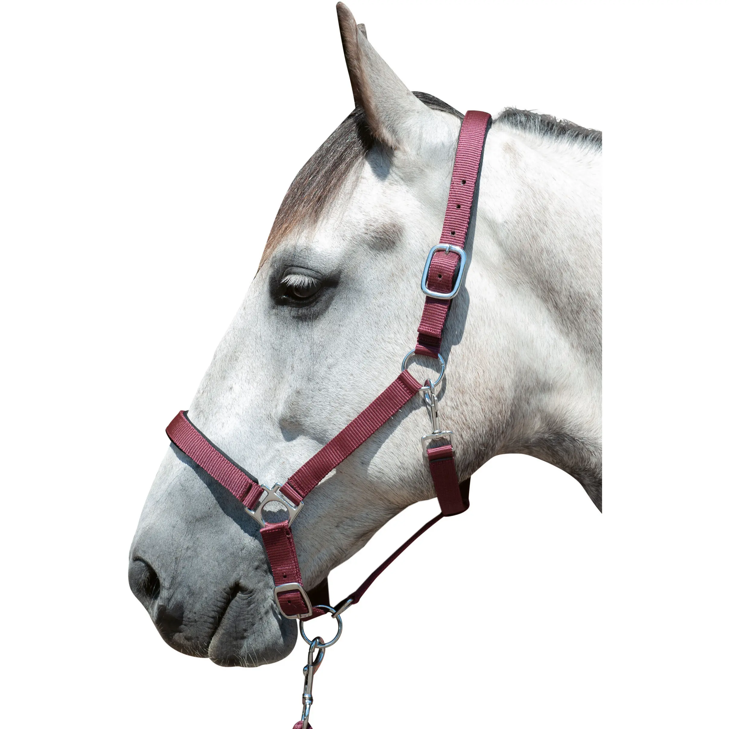 Halfter unterlegt STARS dunkelrot Halfter unterlegt STARS dunkelrot