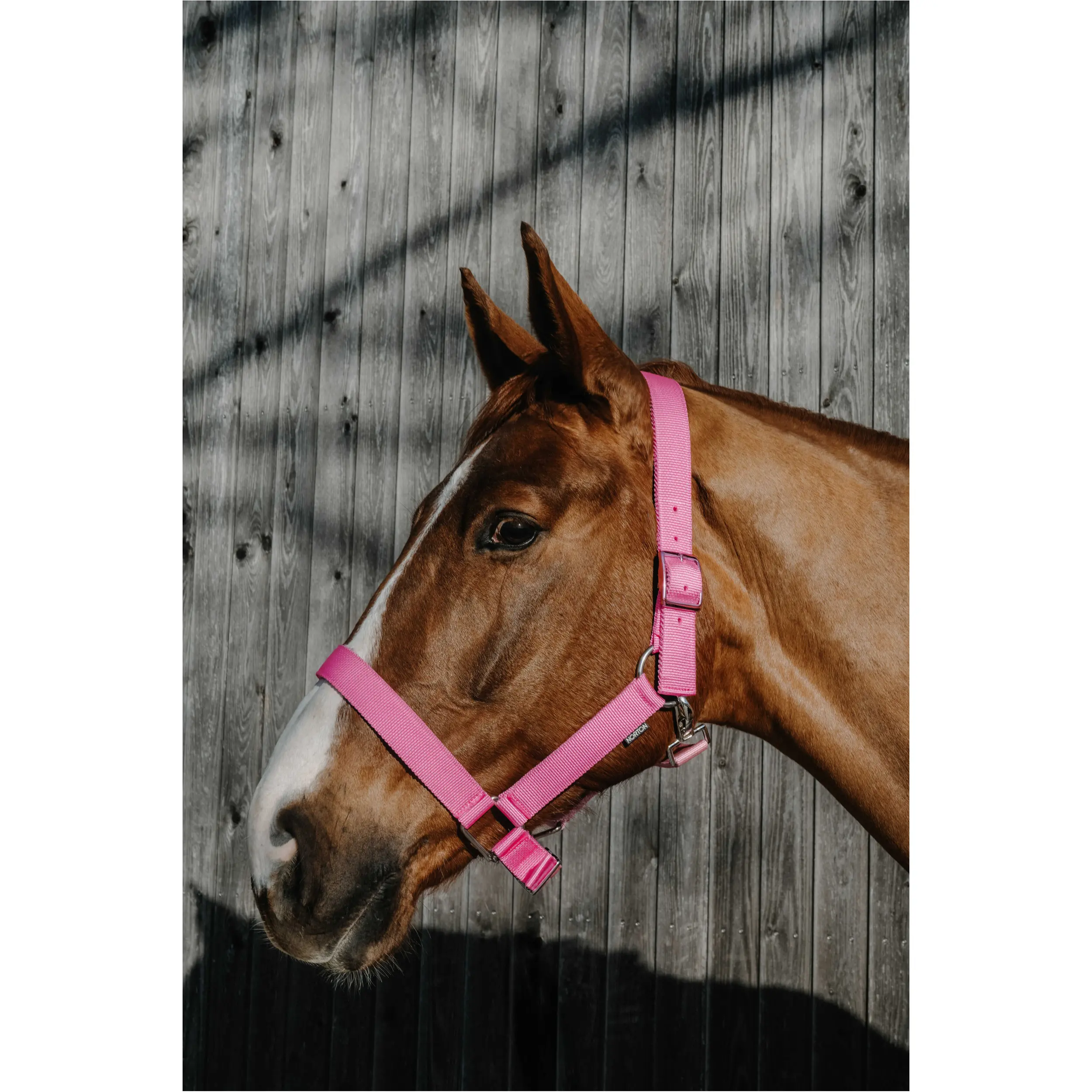 Halfter EXTRA rosa großes Warmblut