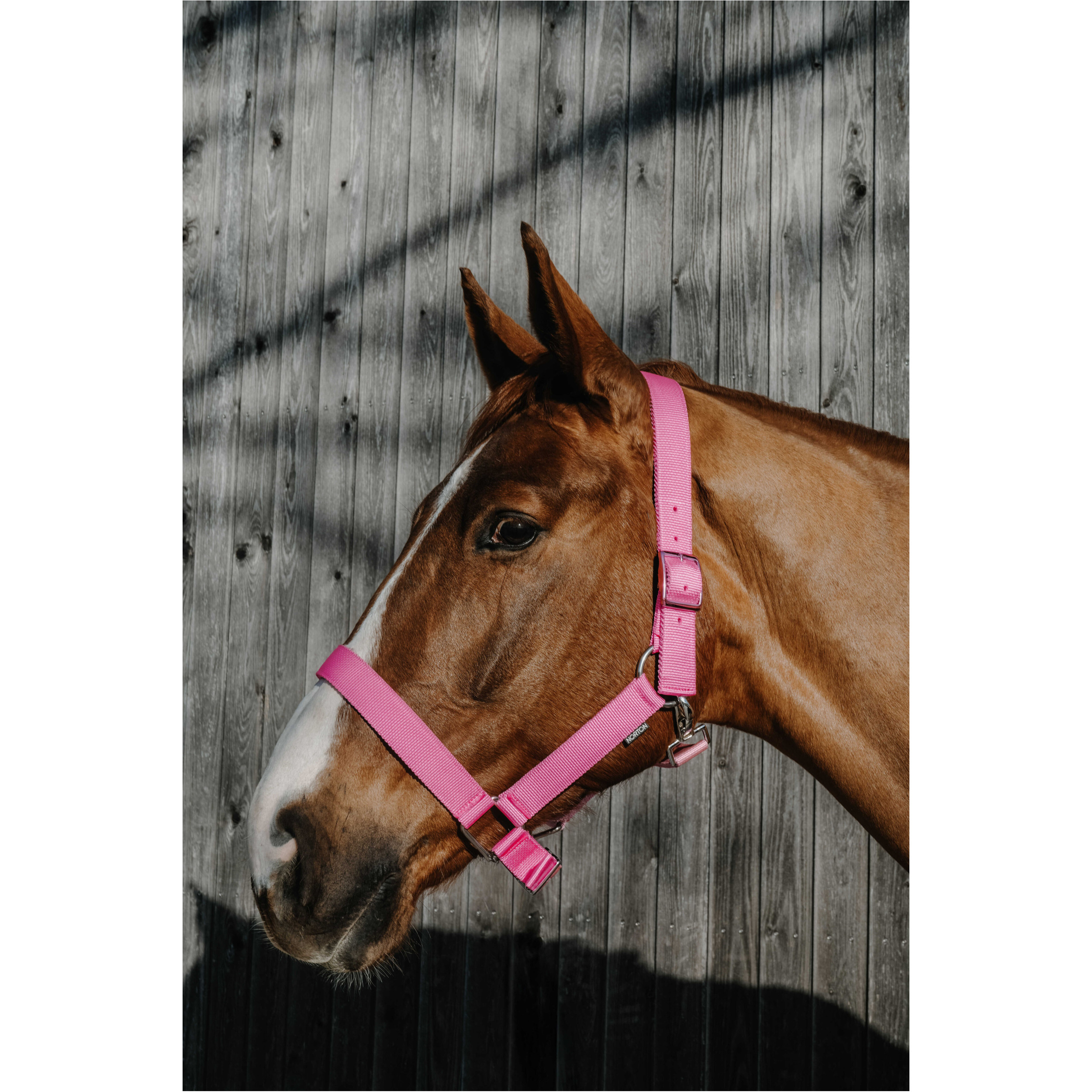 Halfter EXTRA rosa großes Warmblut