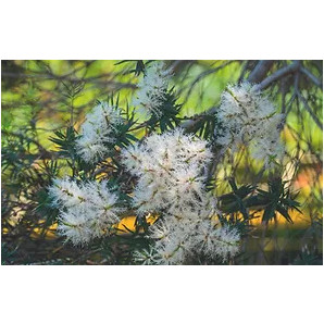 TEEBAUM Pflegelotio 500ml