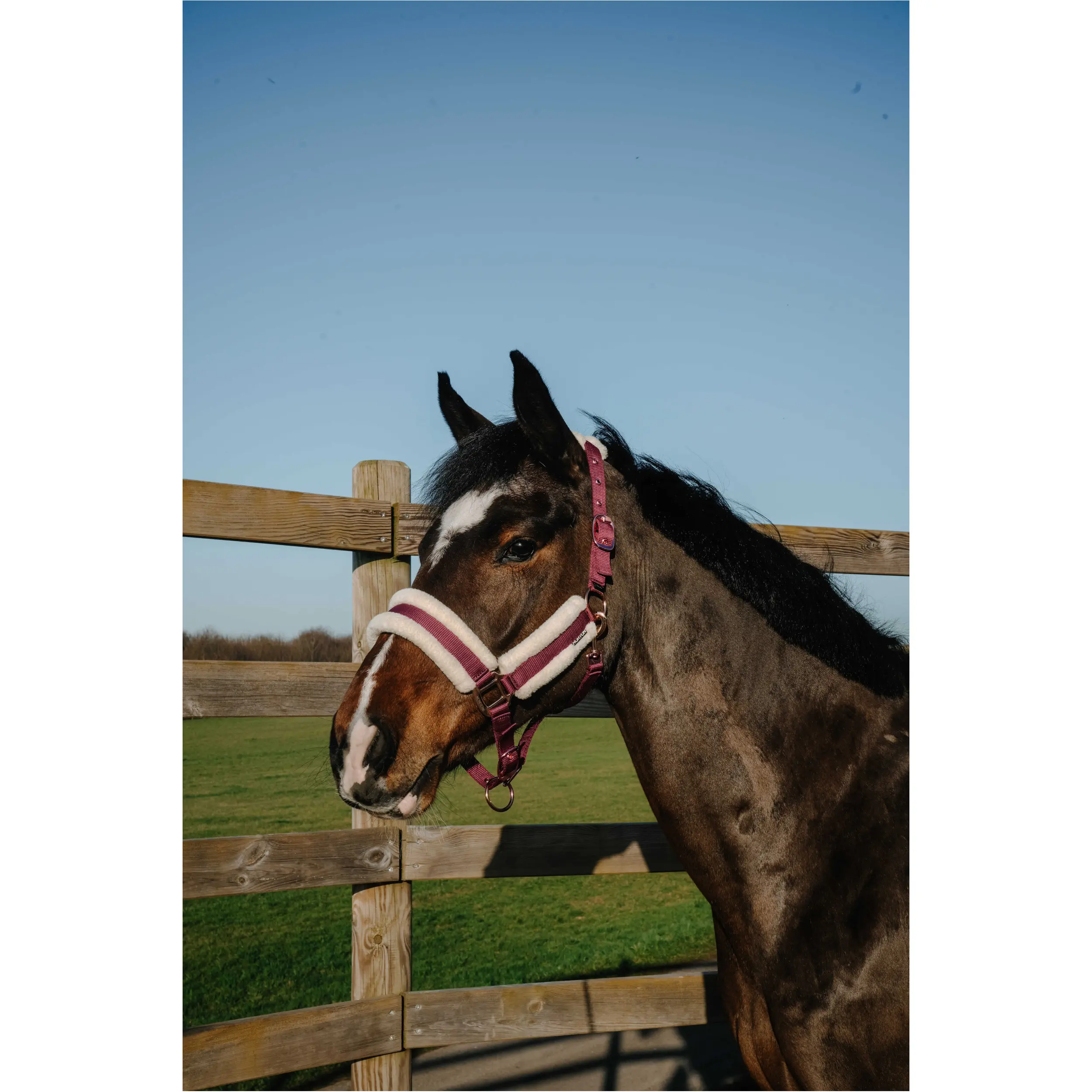 Halfter COMFY bordeaux