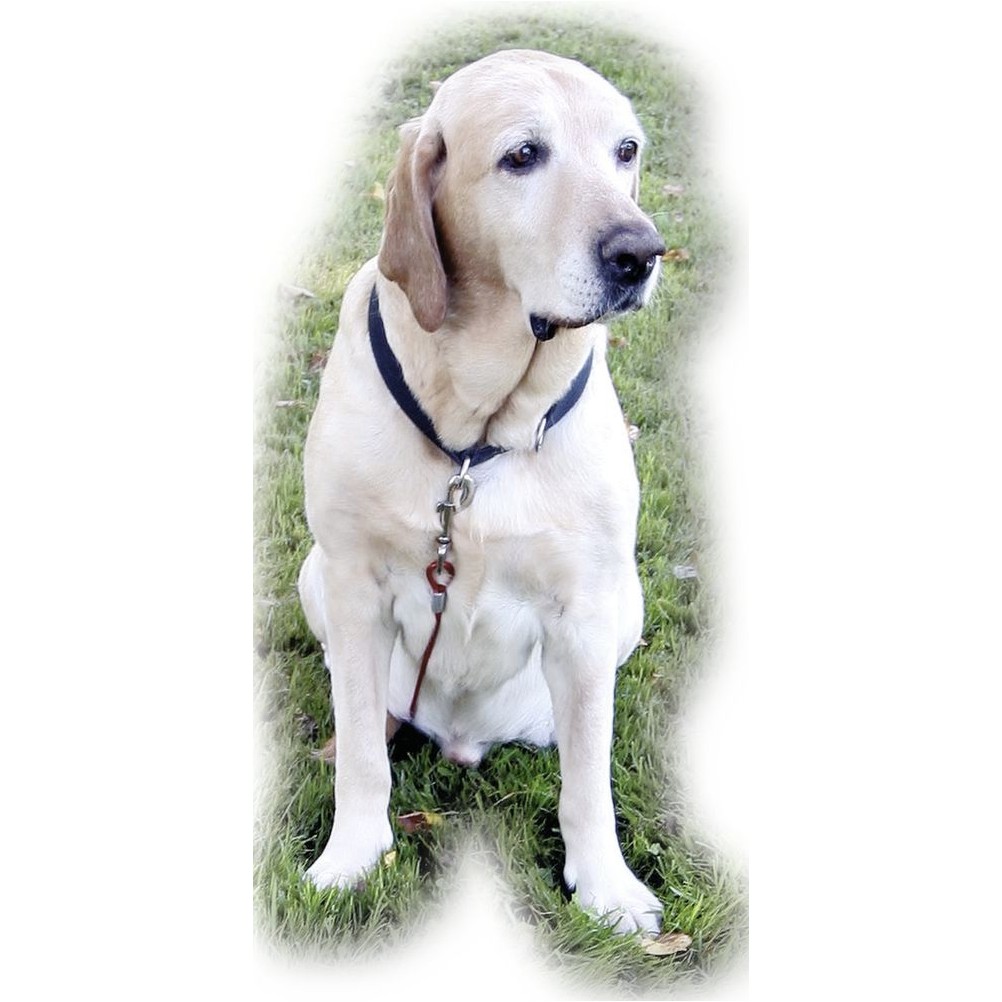 Hundeauslauf-System Set Hundeauslauf-System Set