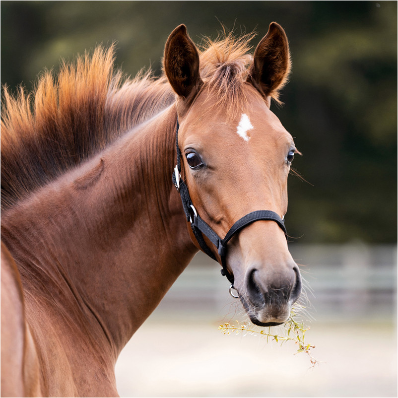 Fohlenhalfter schwarz Fohlenhalfter schwarz