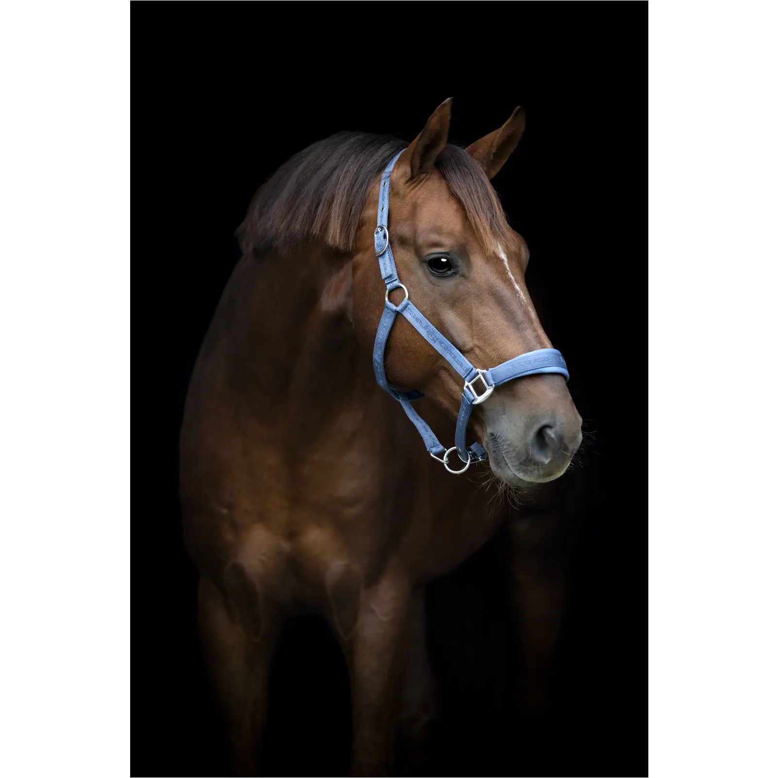 Halfter DIYA 2.0 dutch blue Halfter DIYA 2.0 dutch blue