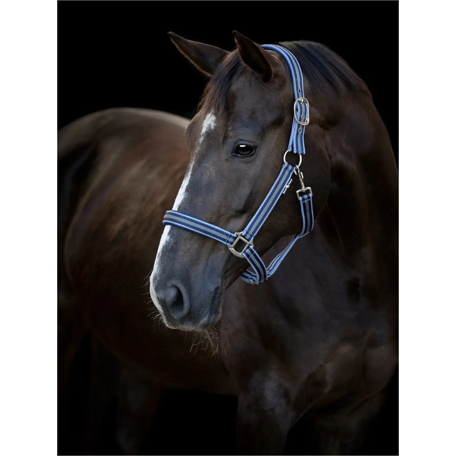 Halfter TARO navy Halfter TARO navy