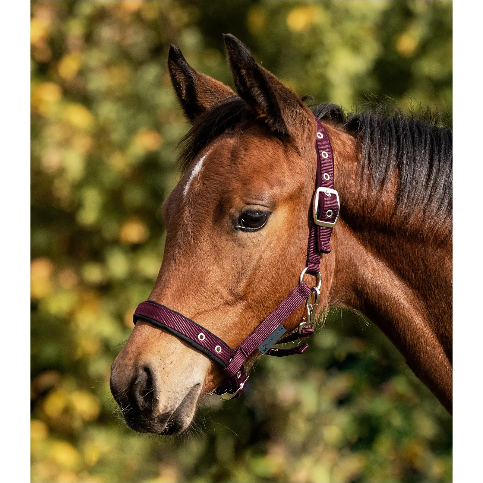 Fohlenhalfter COMFORT bordeaux Fohlenhalfter COMFORT bordeaux