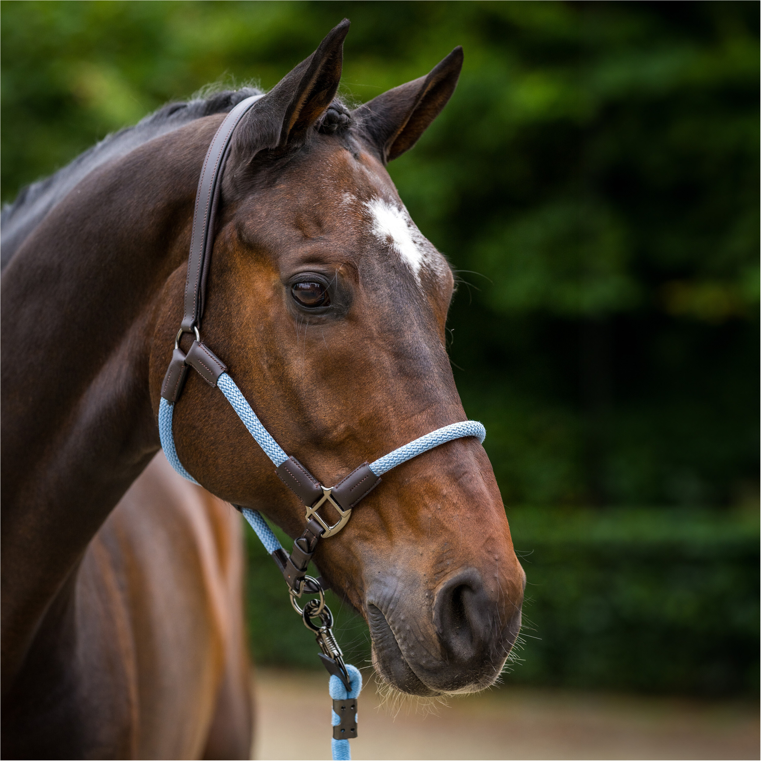 Halfter und Strick HVPFranka powder blue