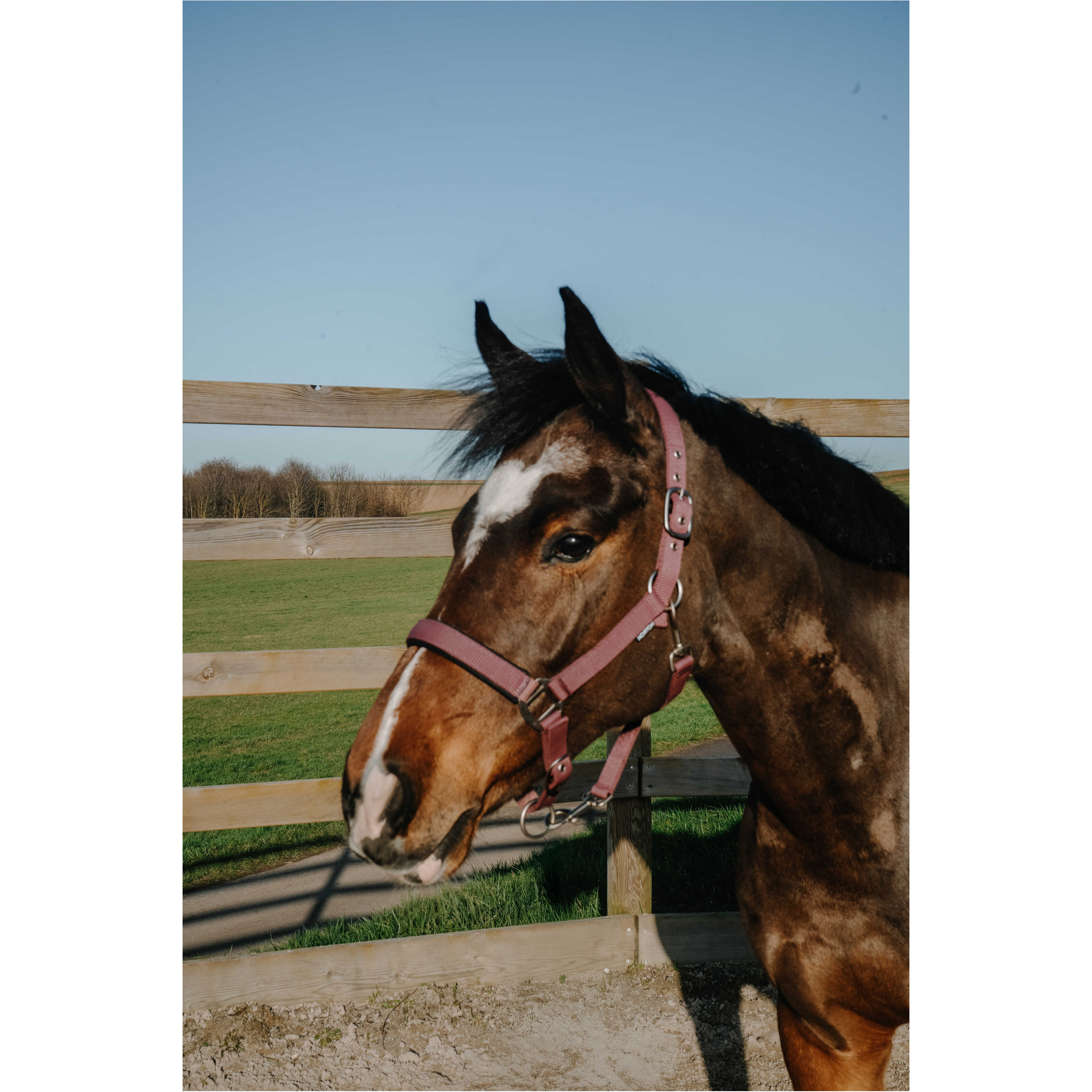 Halfter NACRE bordeaux