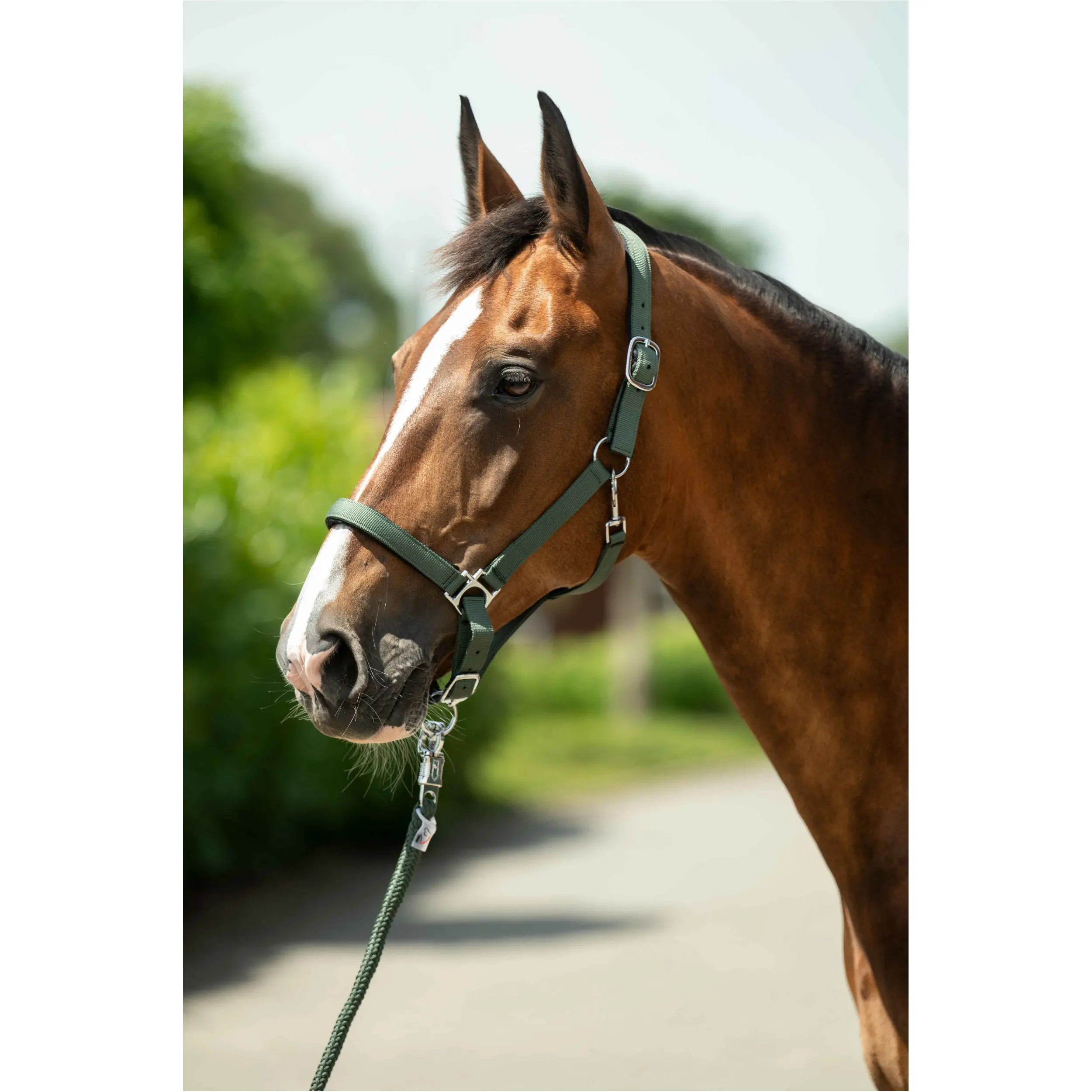 Halfter unterlegt STARS khaki Halfter unterlegt STARS khaki