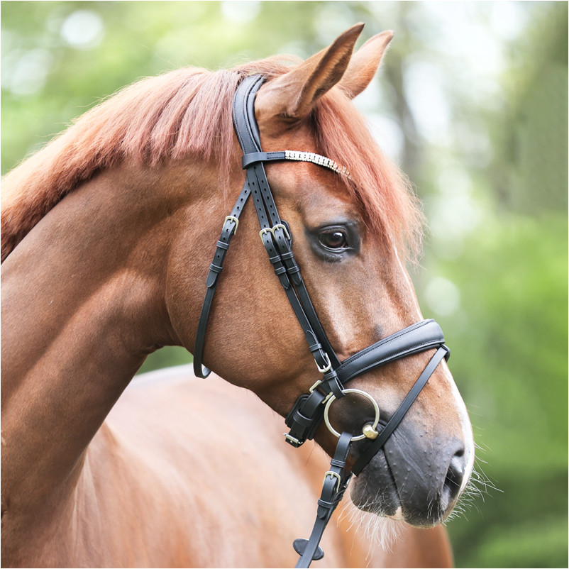 Trensenzaum mit schwedischen Reithalfter EVERLYN Leder geölt schwarz