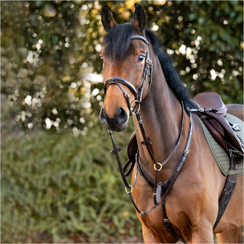Vorderzeug mit Elast ROBIN schwarz/silber Vorderzeug mit Elast ROBIN schwarz/silber