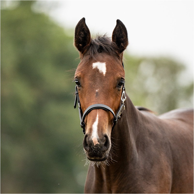 Fohlenhalfter Leder schwarz/silber