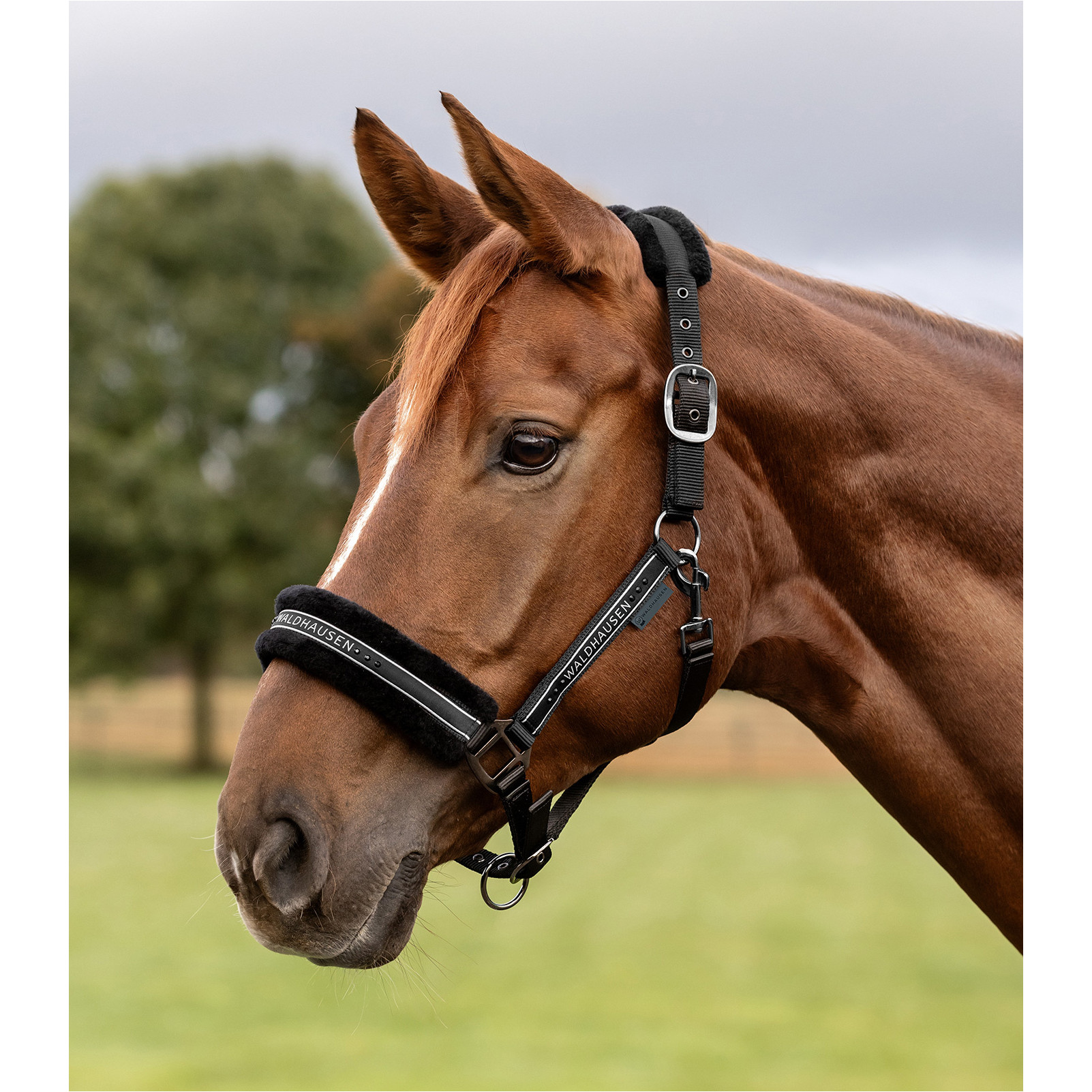 Halfter ELEGANT schwarz/schwarz